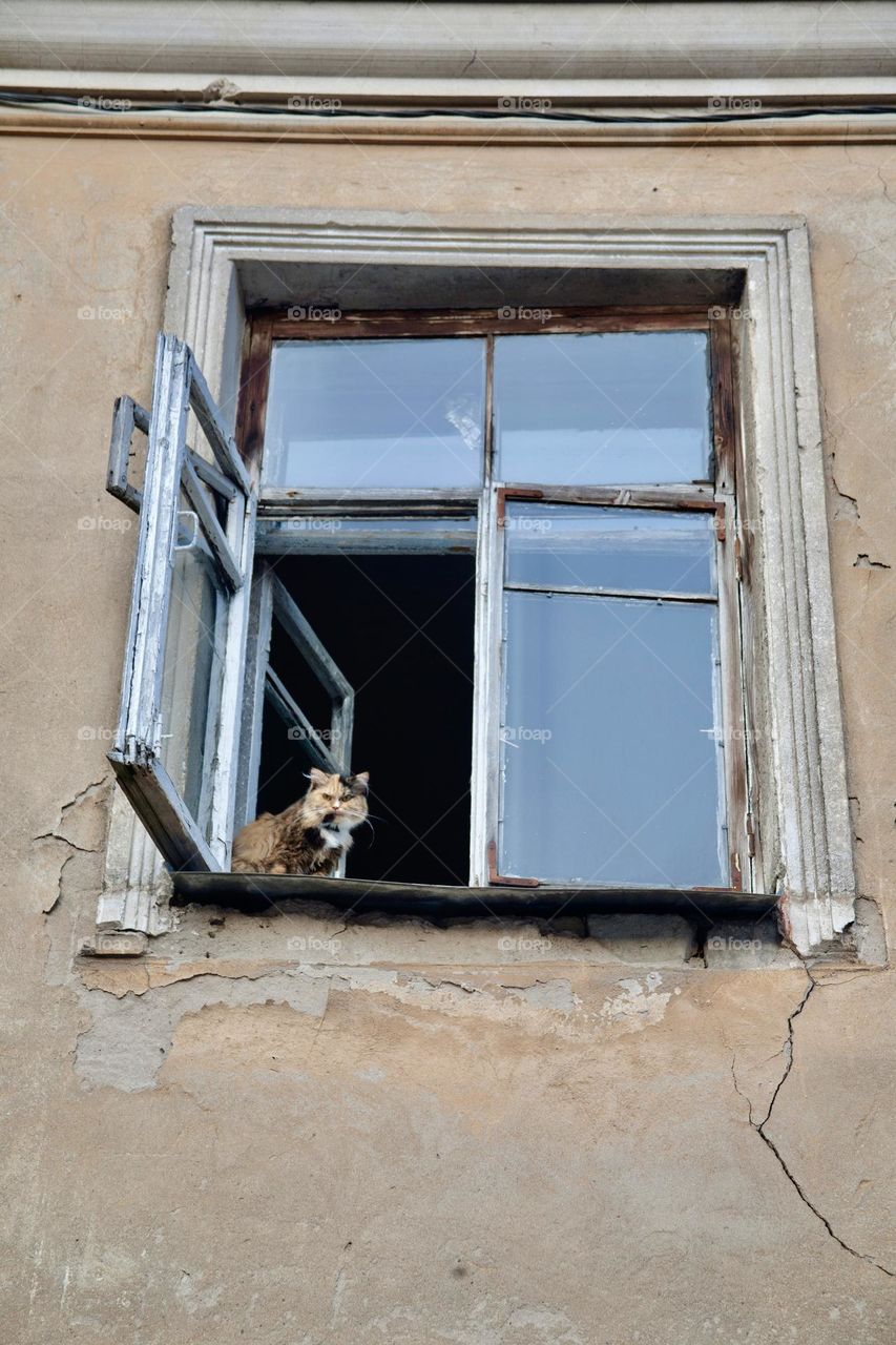 The cat sits on the windowsill of an old wooden window