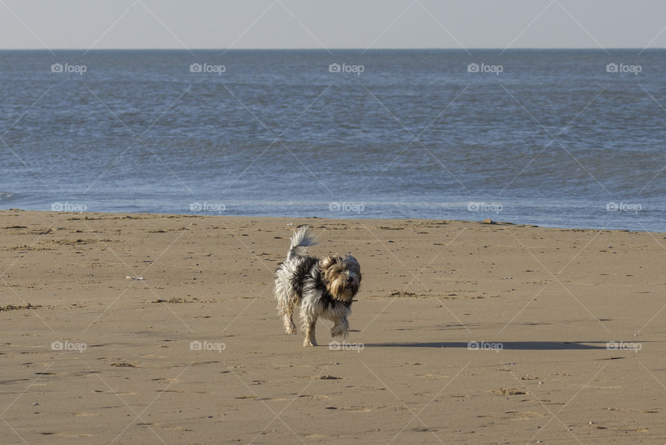 Running down the beach