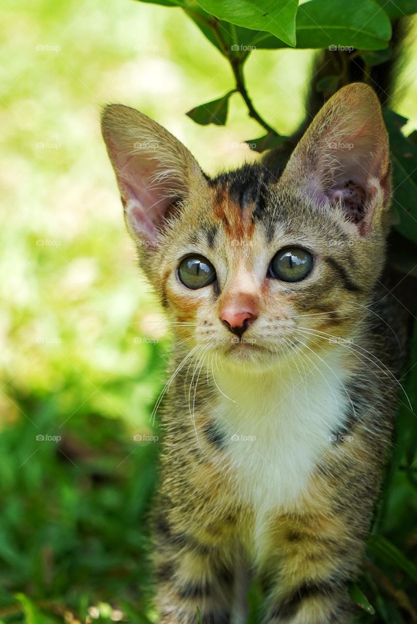 kitten playing in the garden so cute and attractive