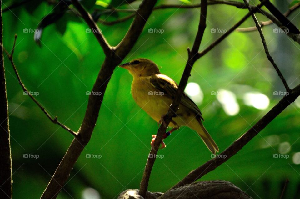 Bird perching on tree