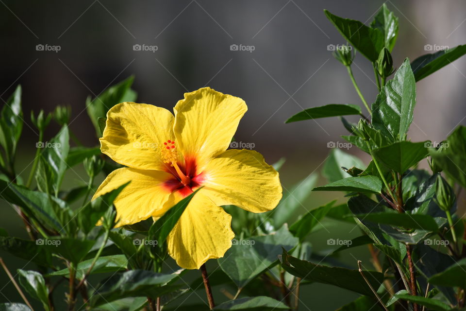 yellow hibiscus