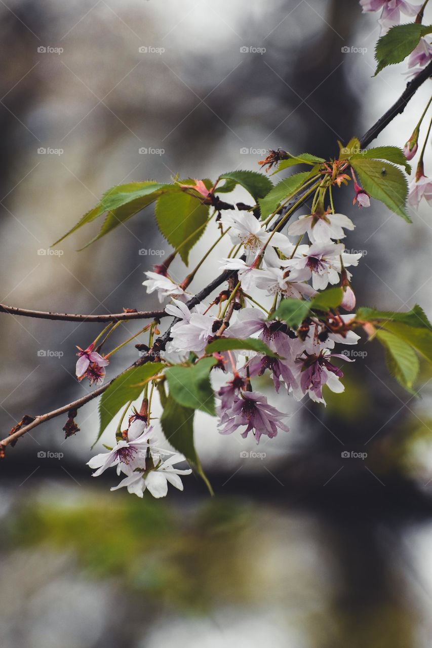 Blooming tree