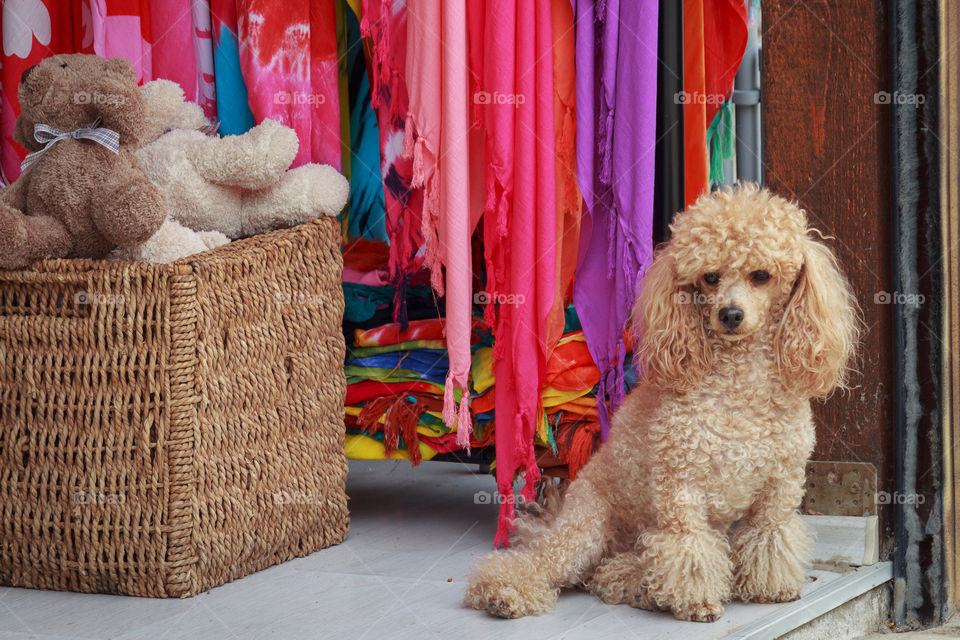 A cute poodle in front of shop