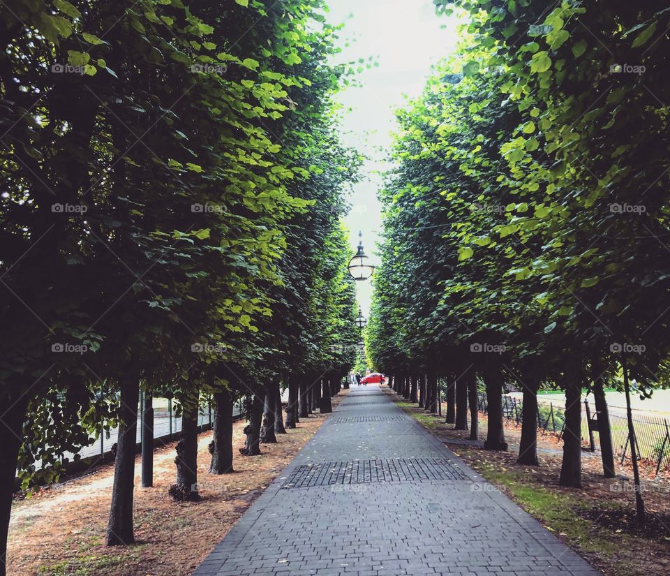Walkway of trees 