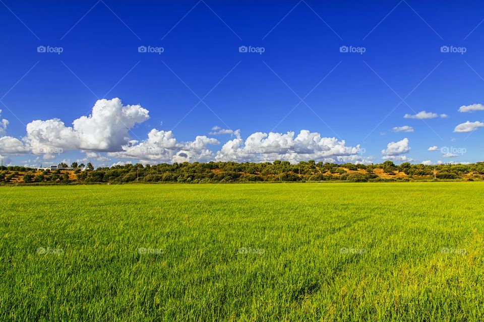 Rice Field