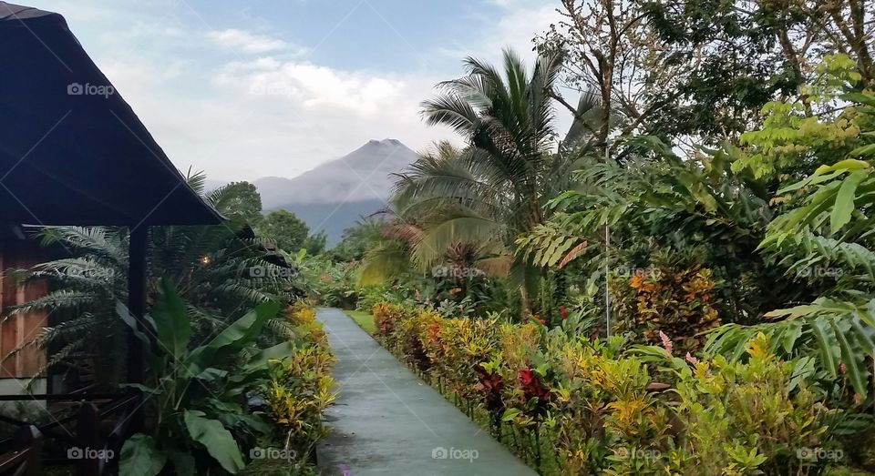 Tree, No Person, Garden, Tropical, Travel