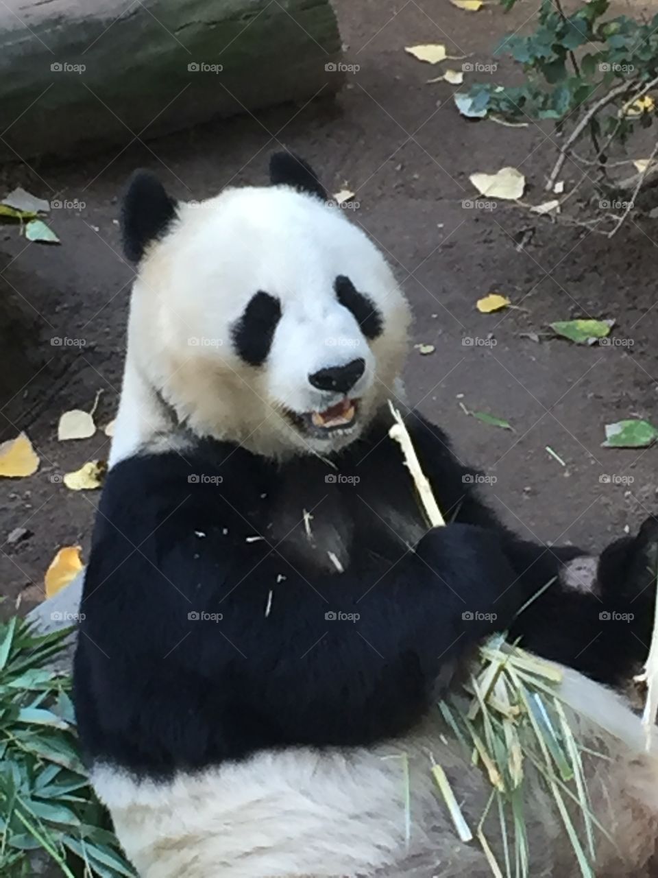 Up close of a very happy panda bear eating bamboo and enjoying life