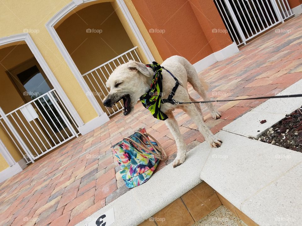 *screams top of lungs*, proud pup