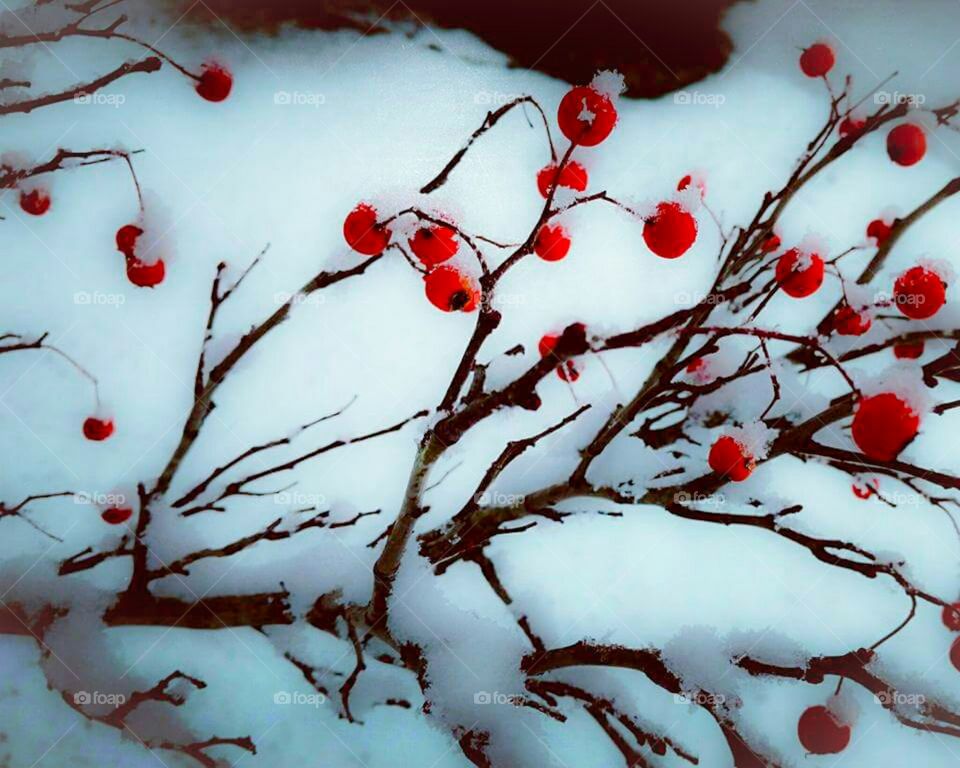 snowy berry tree