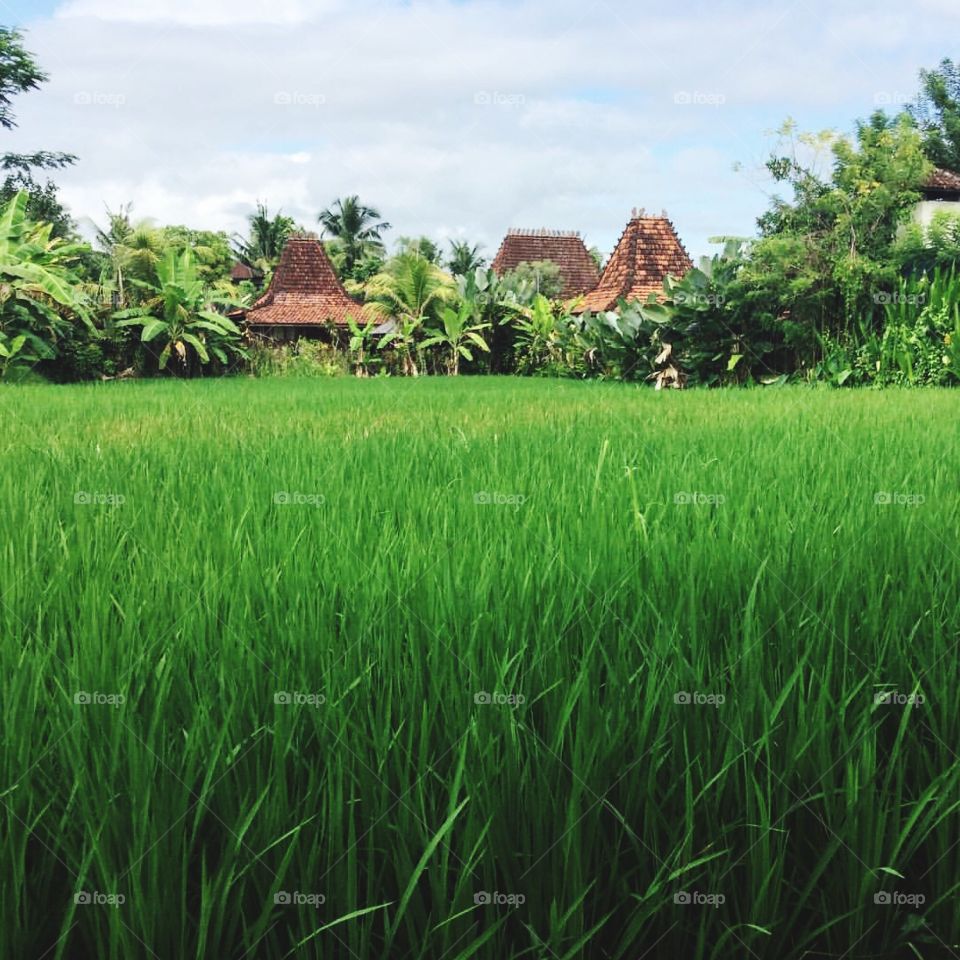 Rice paddies! 