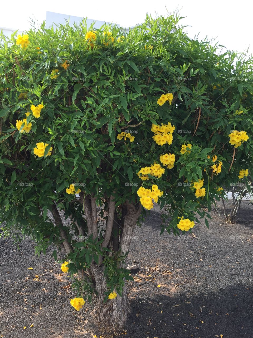 Belleza natural Islas Canarias 