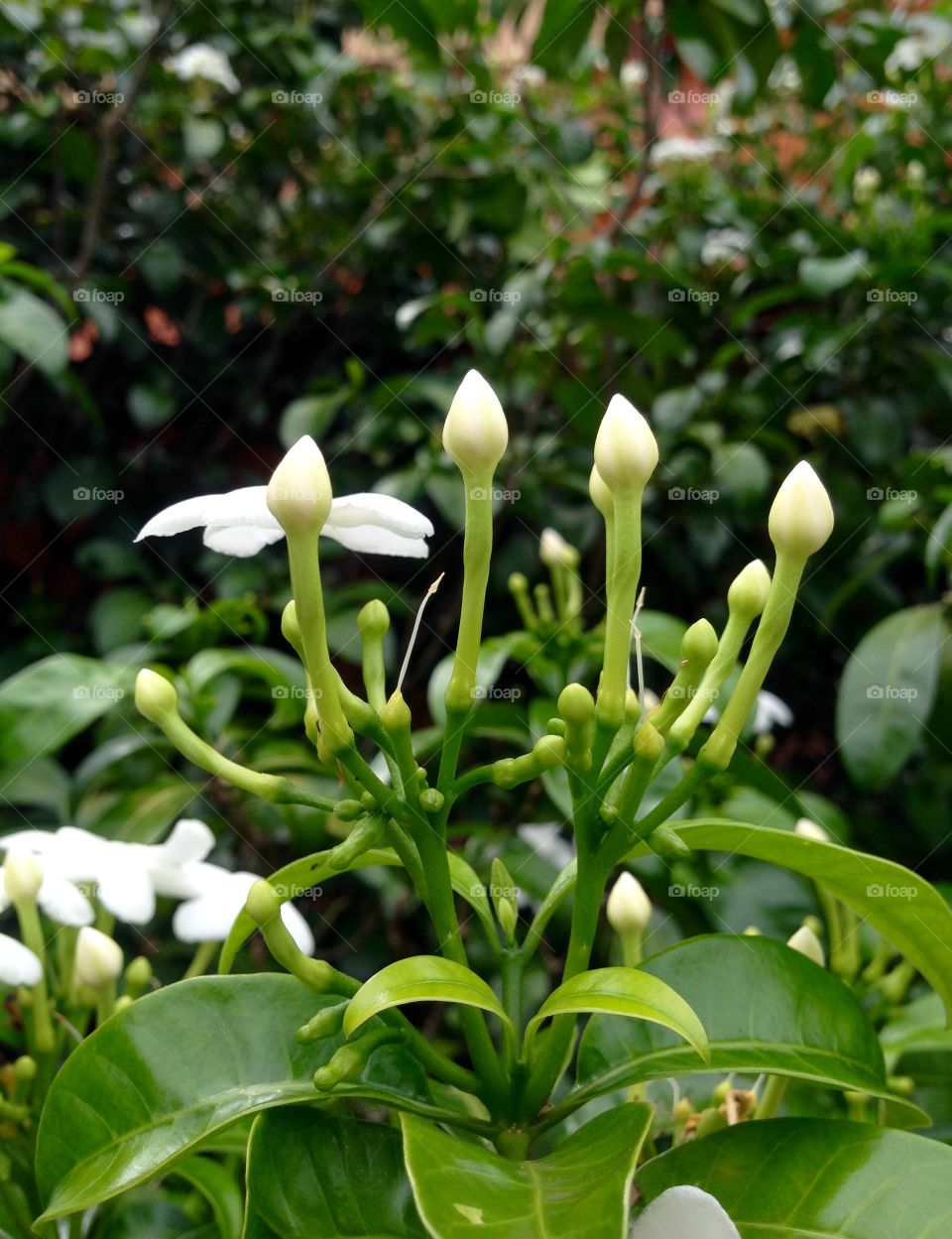 Every single year we're hopefull for life in the wood