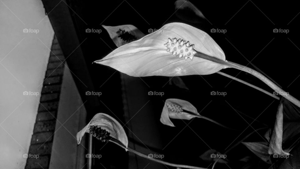 Black and White Flower