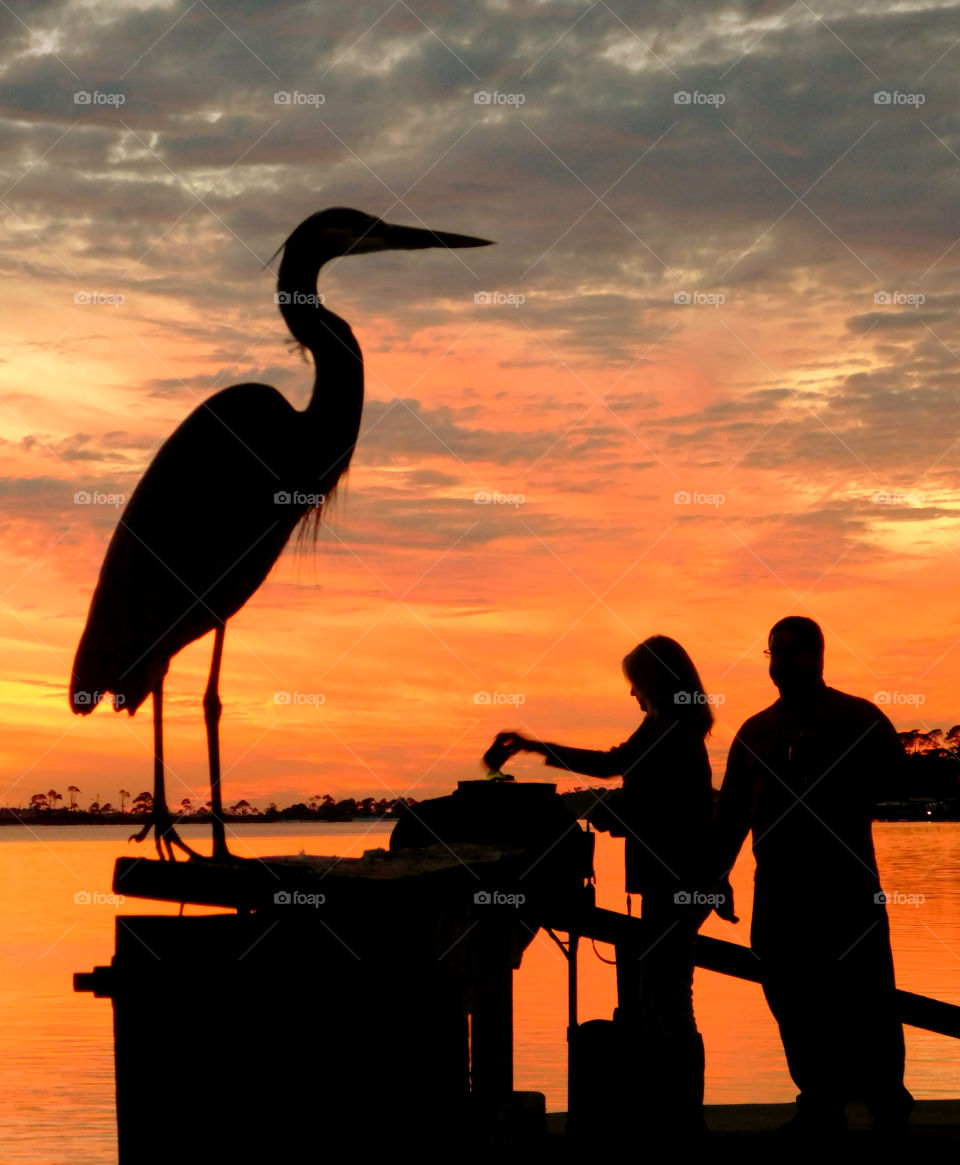 Couple preparing to feed the Blue Heron in the magnificent sunset!
