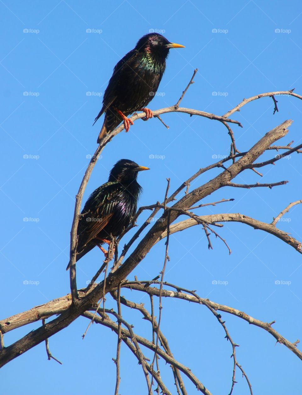 Two Starlings on Branches