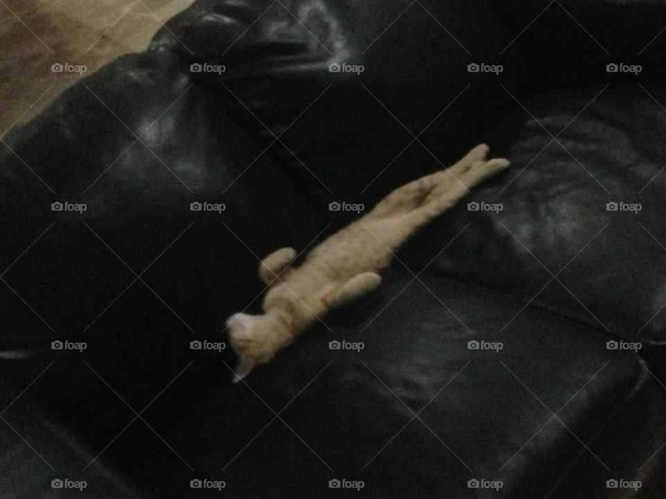 Weird sleeping cat