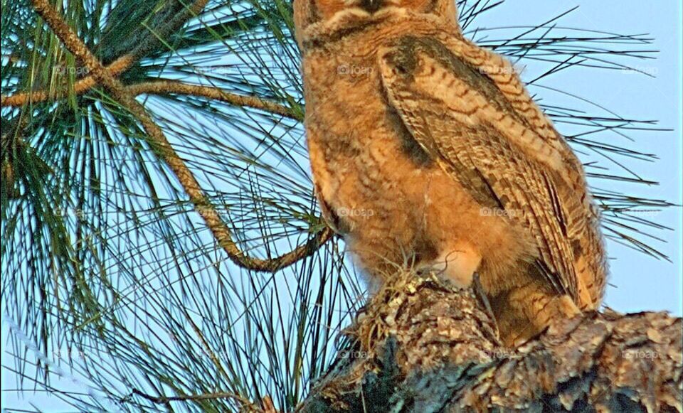 Beautiful Great Horned Owlet in the golden light.