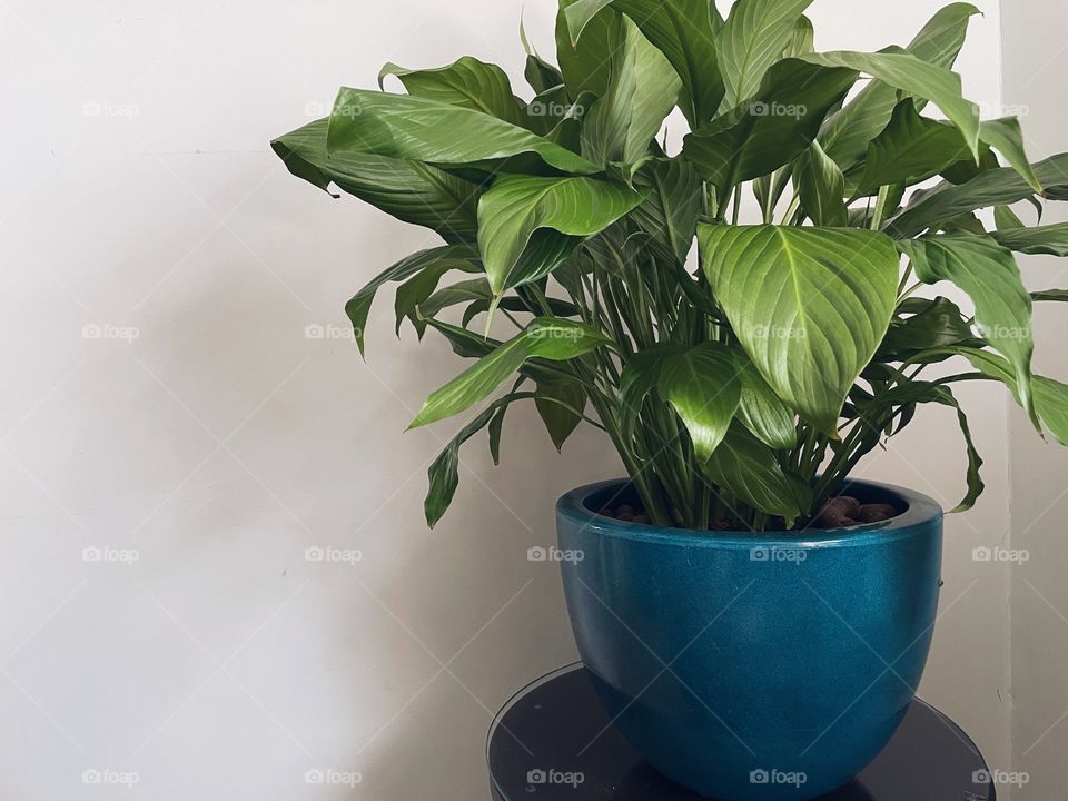 peace lily plant