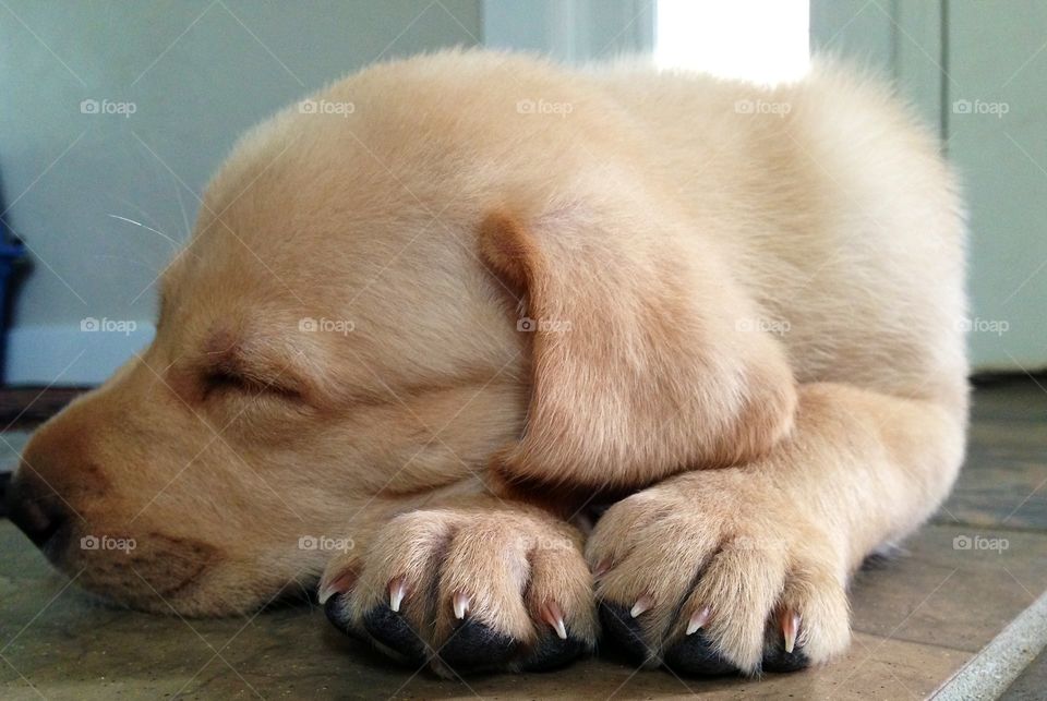 Lab puppy