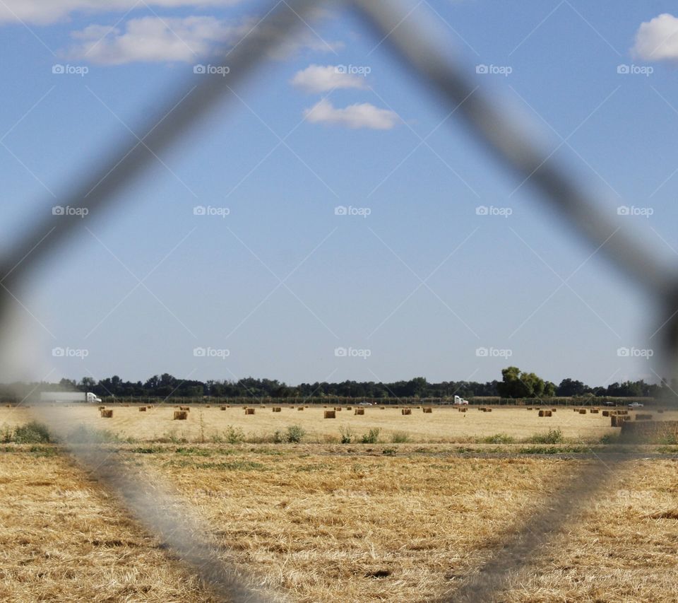 hay field