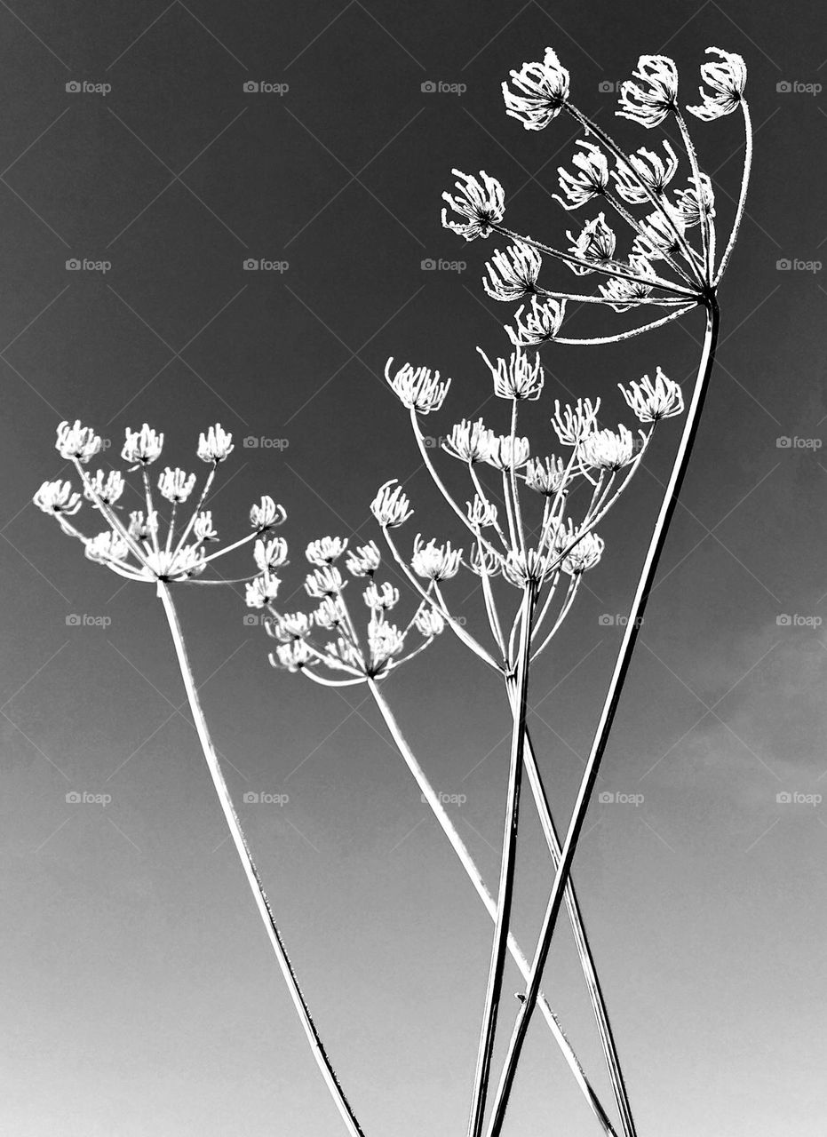 Black and white shape of finished flowers in front of a clear sky