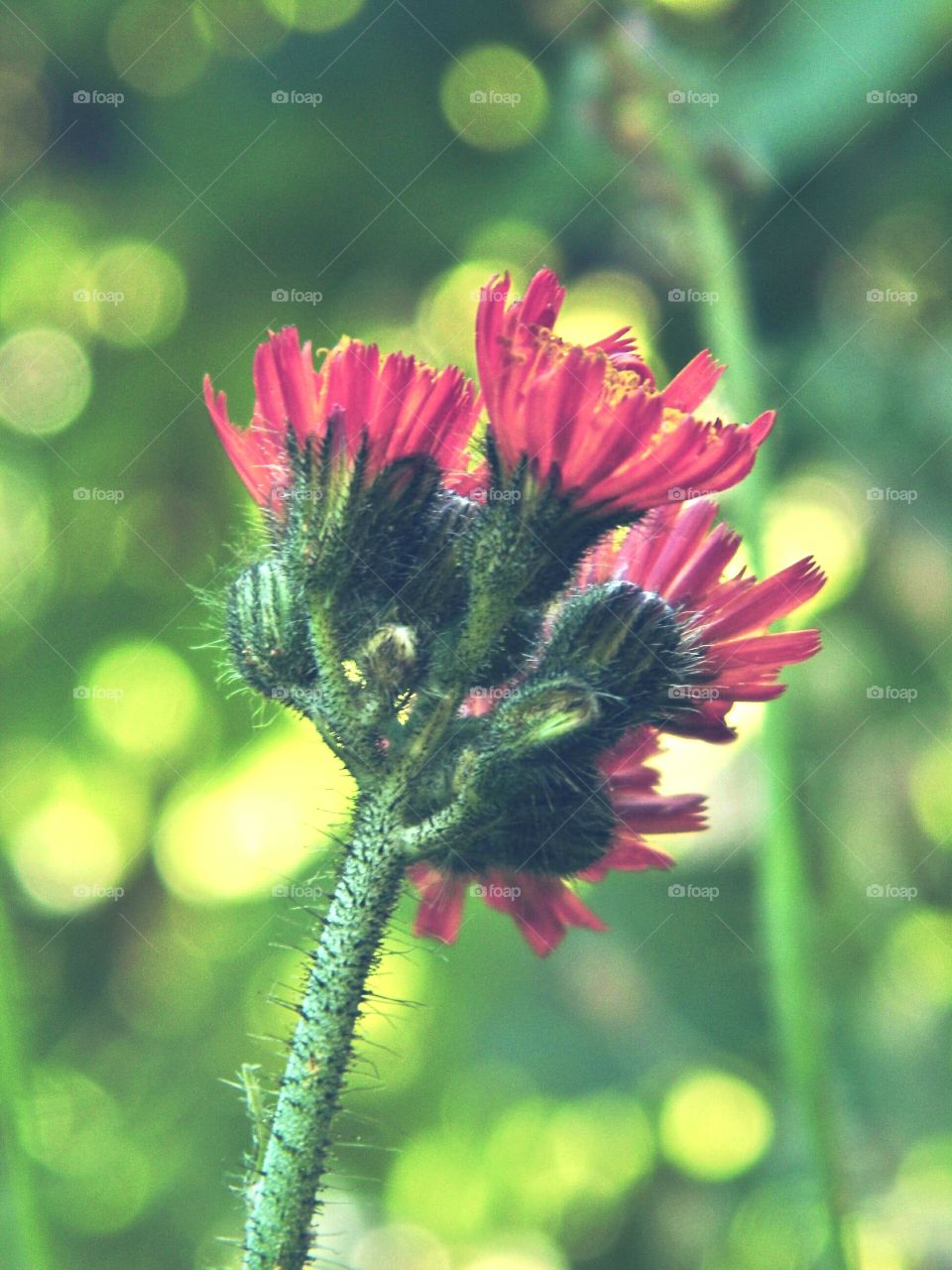 Close-up of pink flower