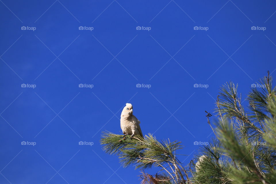 White wild South Australian Corella Cockatoo parrot perched on tree against vivid clear blue sky, minimalism, copy, text and graphic space 