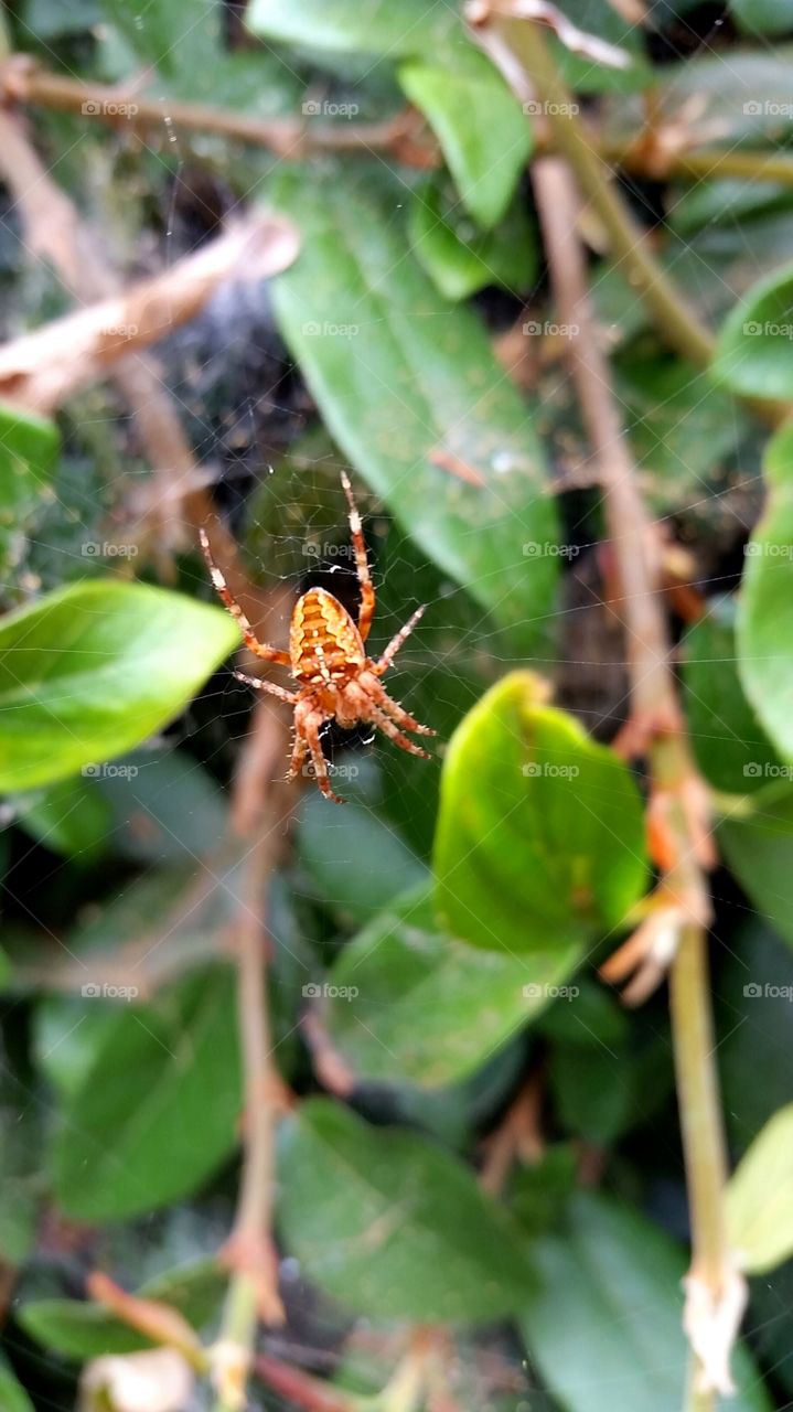 garden spider