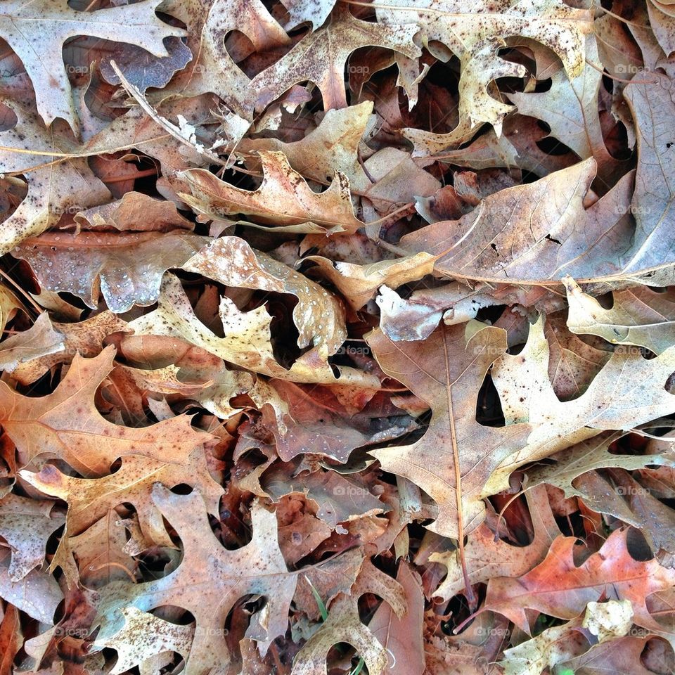Winter Leaf Pile