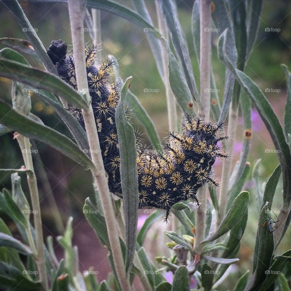 Caterpillar