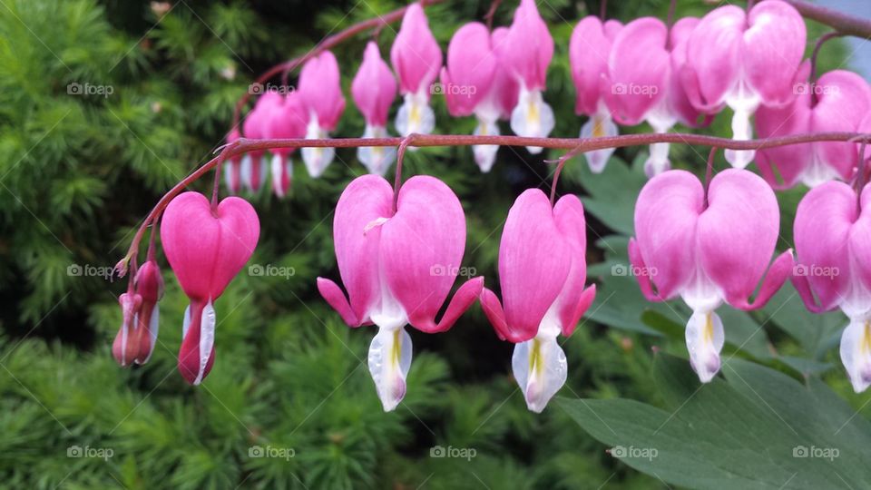 Bleeding Hearts