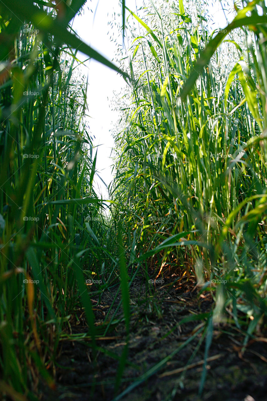 Path in the field 