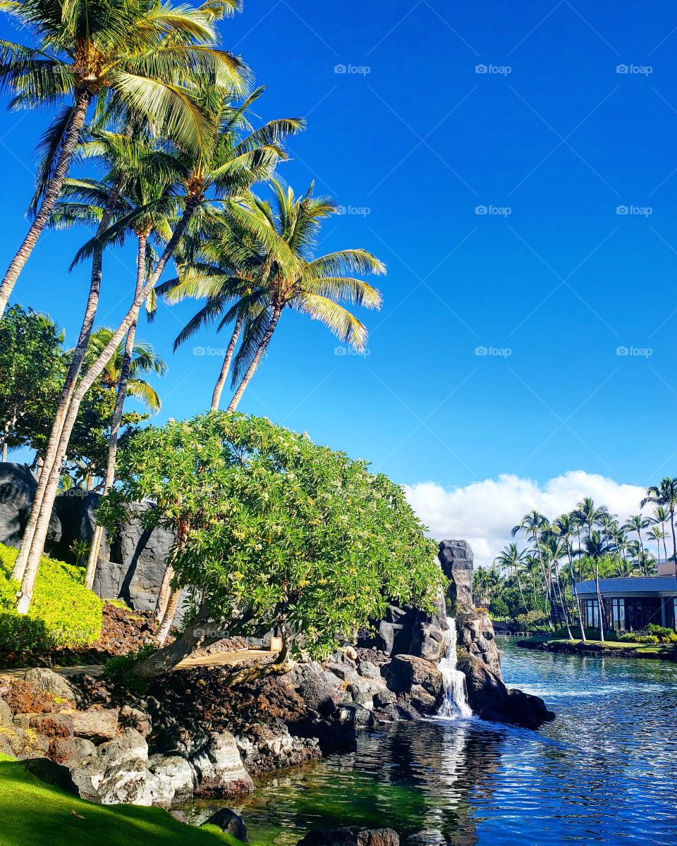 Tropical plants and palmtop trees on the Hawaiian waterfront
