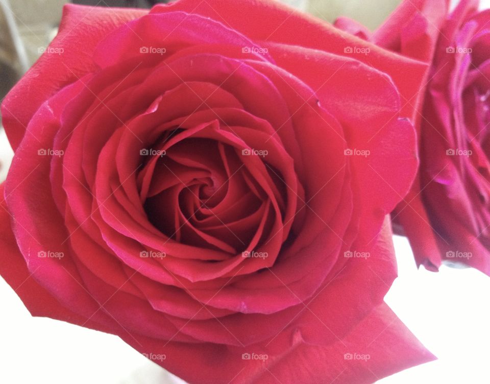 Full bloom, red rose. Two is better than one,,,,looks like a mirror image. Lovely. 