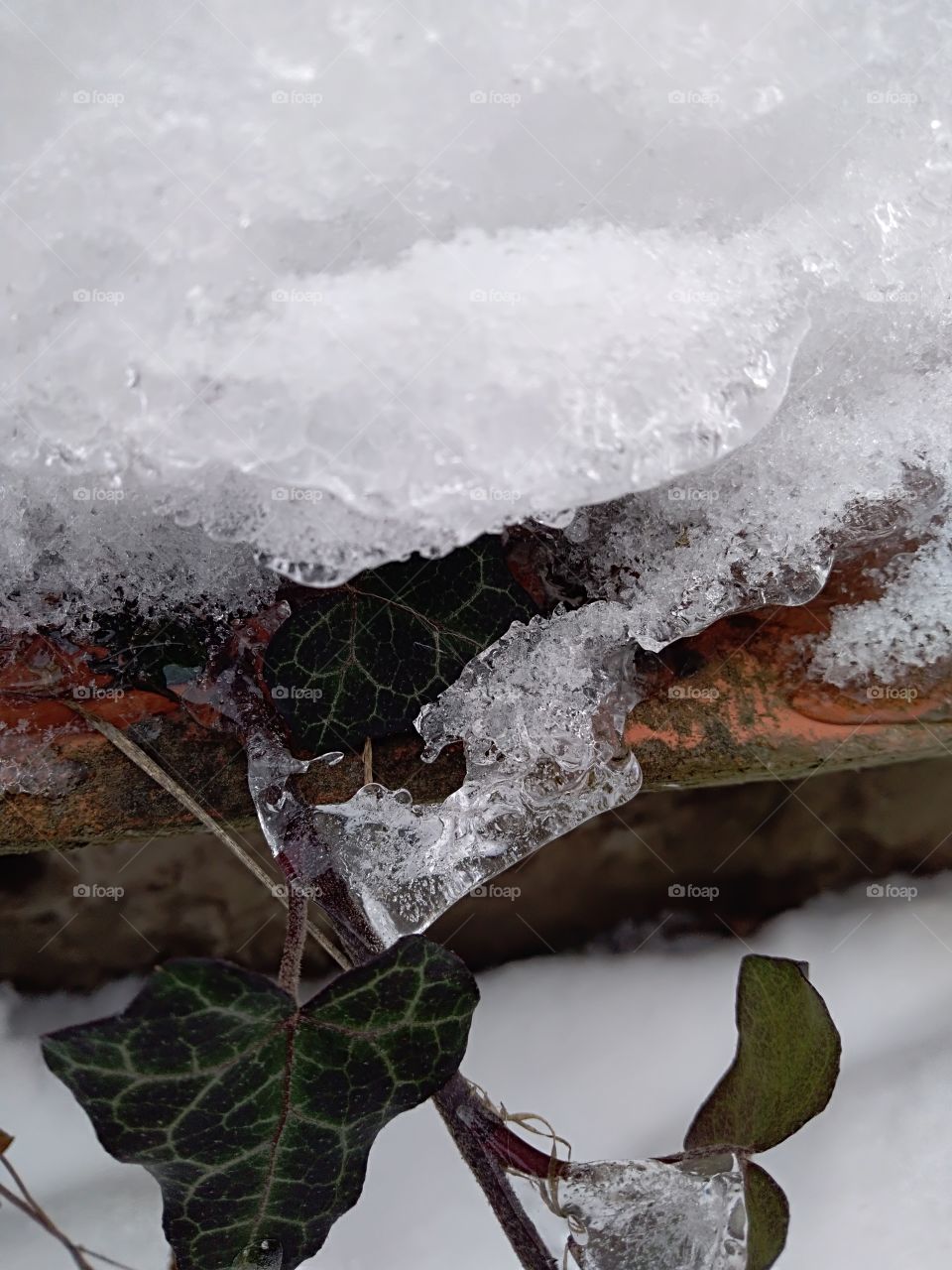 ivy under icicle