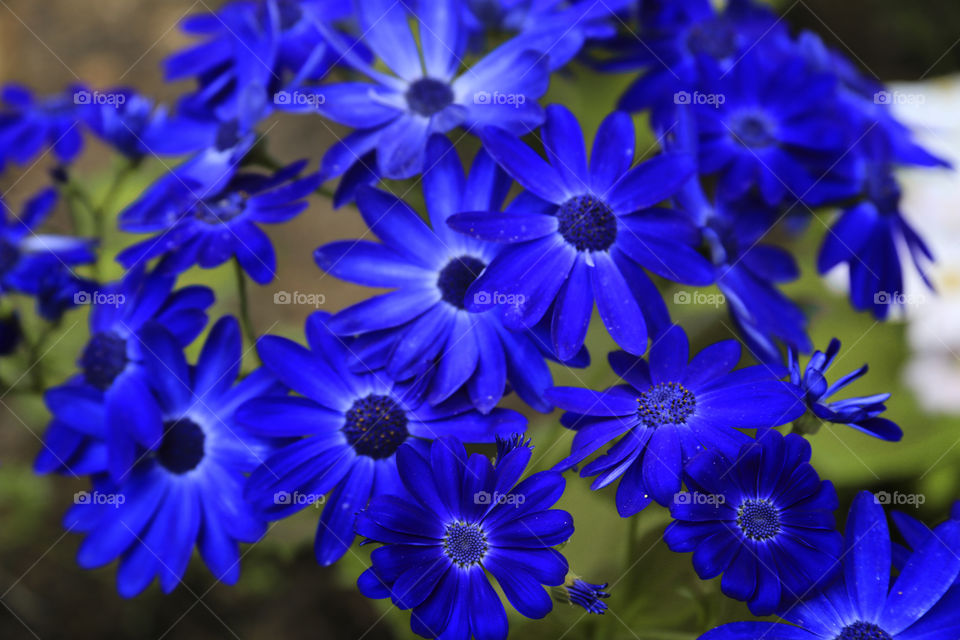 Spring flowers. Blue flowers
