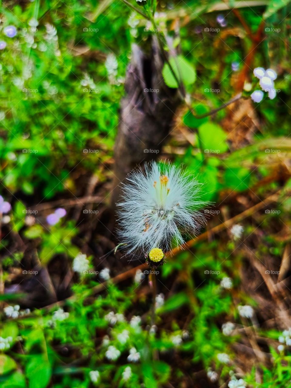 Gynura crepidioides or Sintrong flower
also called ebolo, thickhead,
redflower ragleaf, or fireweed
(Crassocephalum
crepidioides) grow wild in the garden