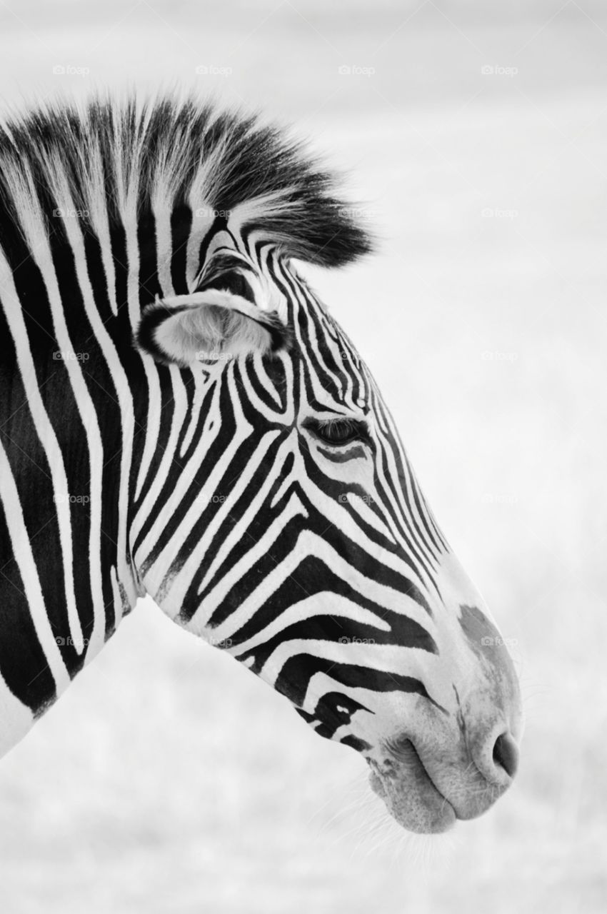 Zebra