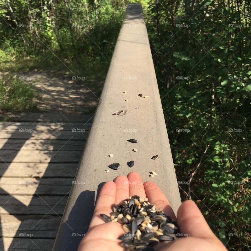 No Person, Outdoors, People, Wood, Road