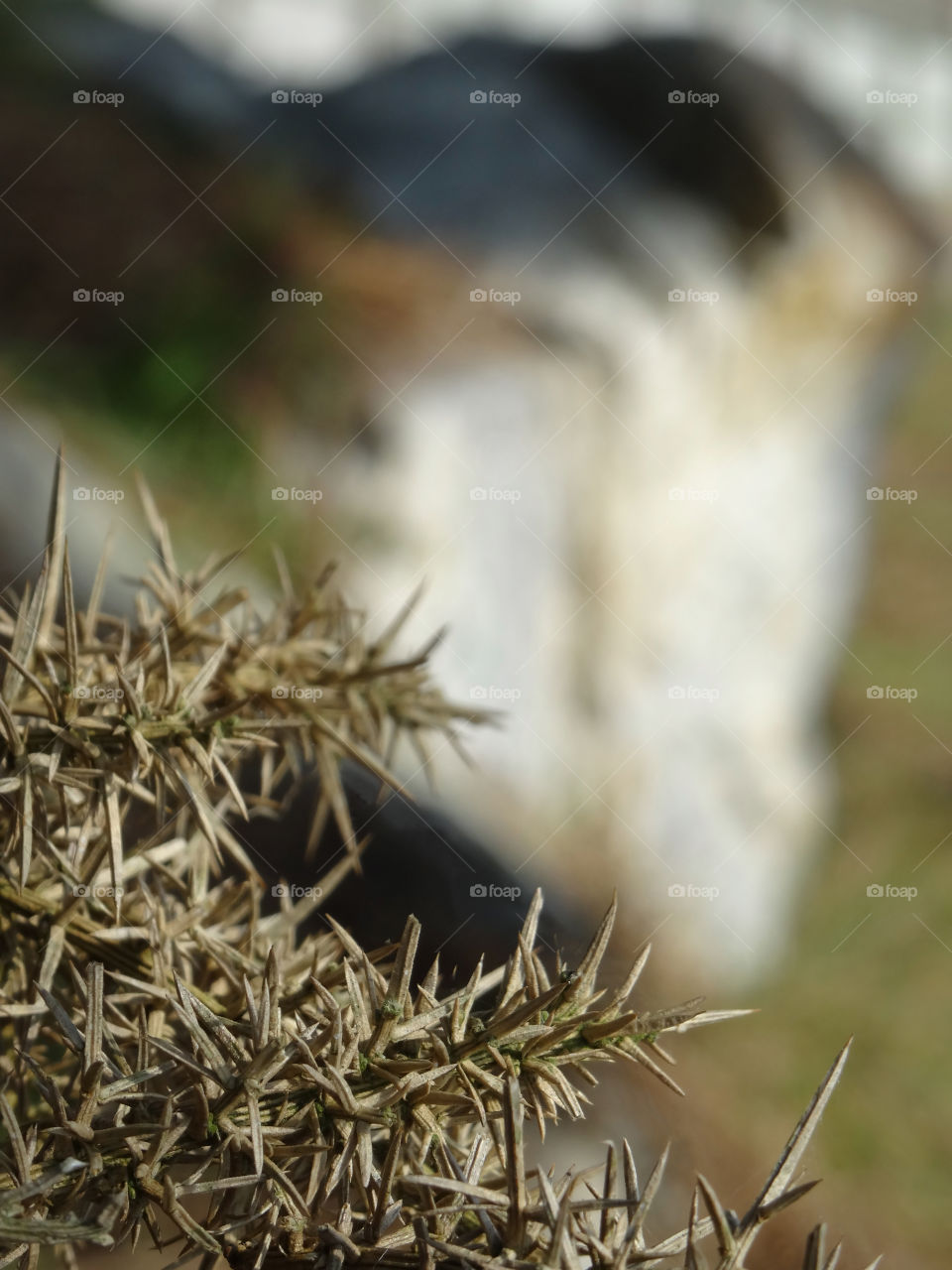 defocused rock and spiky dry vegetation focused on foreground
