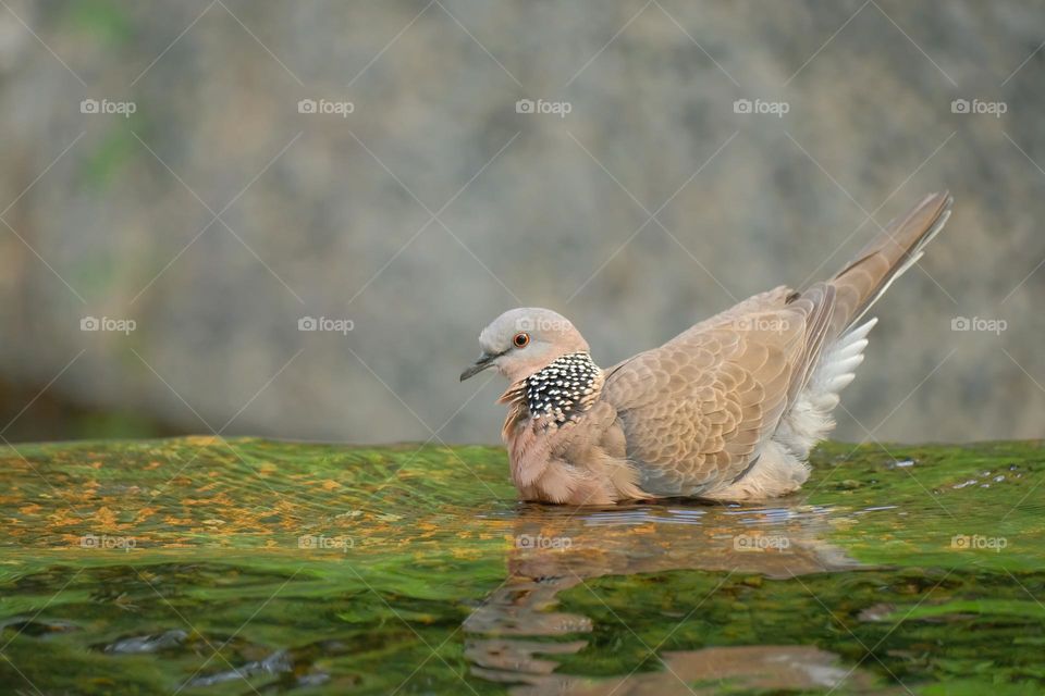 bird with water