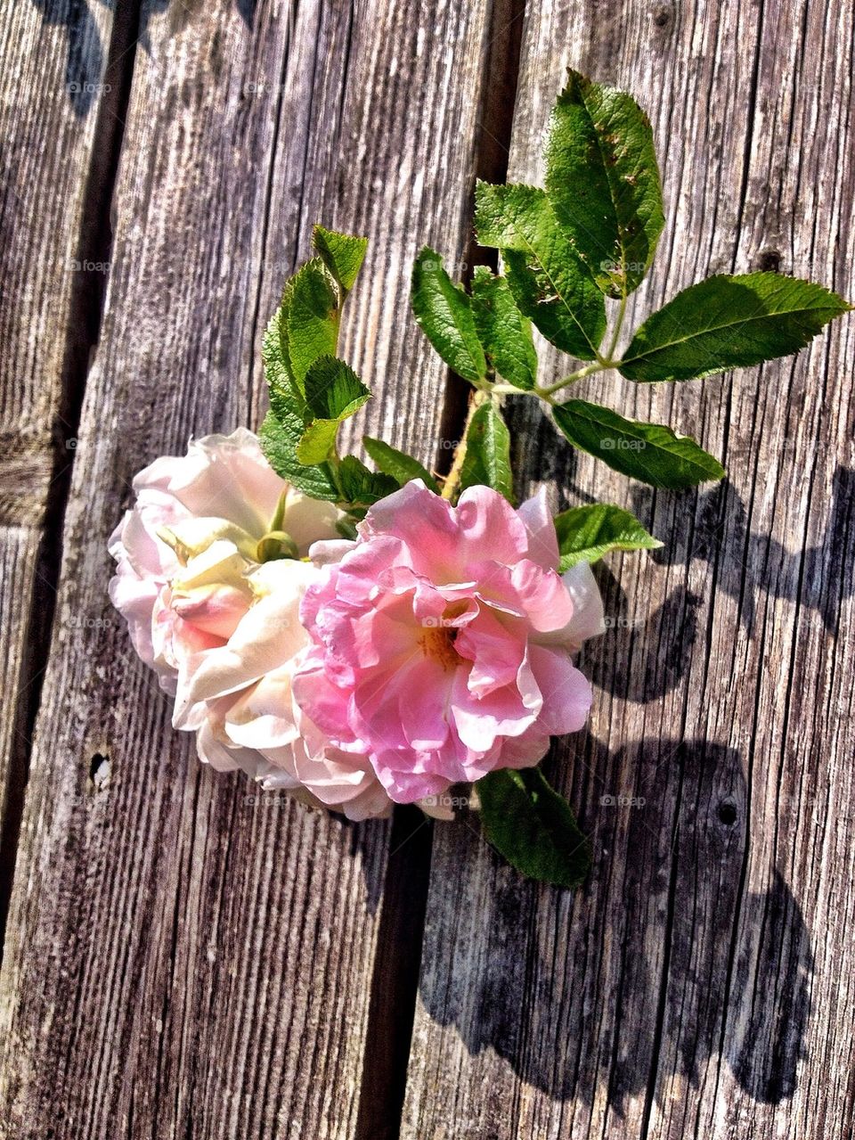 Pink rose on wooden table