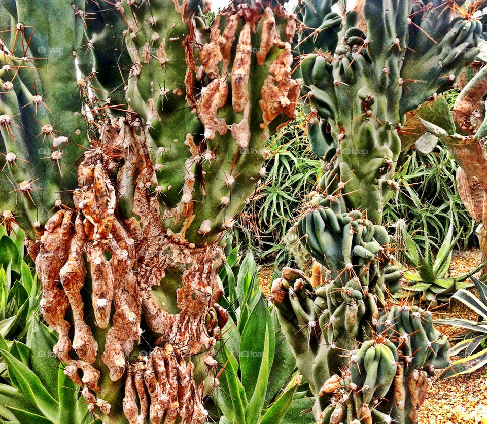 Close up of cacti
