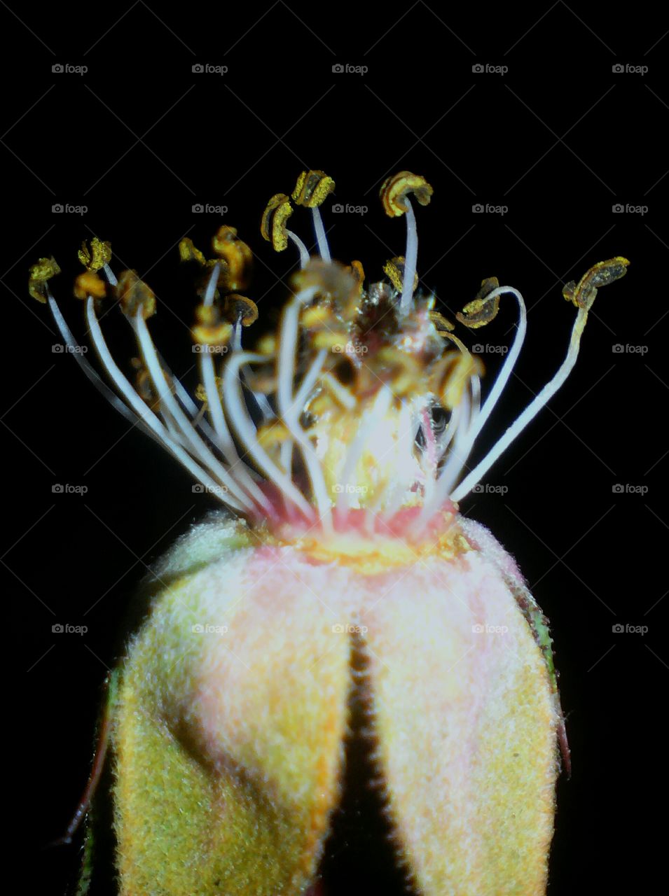 Macro focused anthers, filaments of a rose flower, with black background