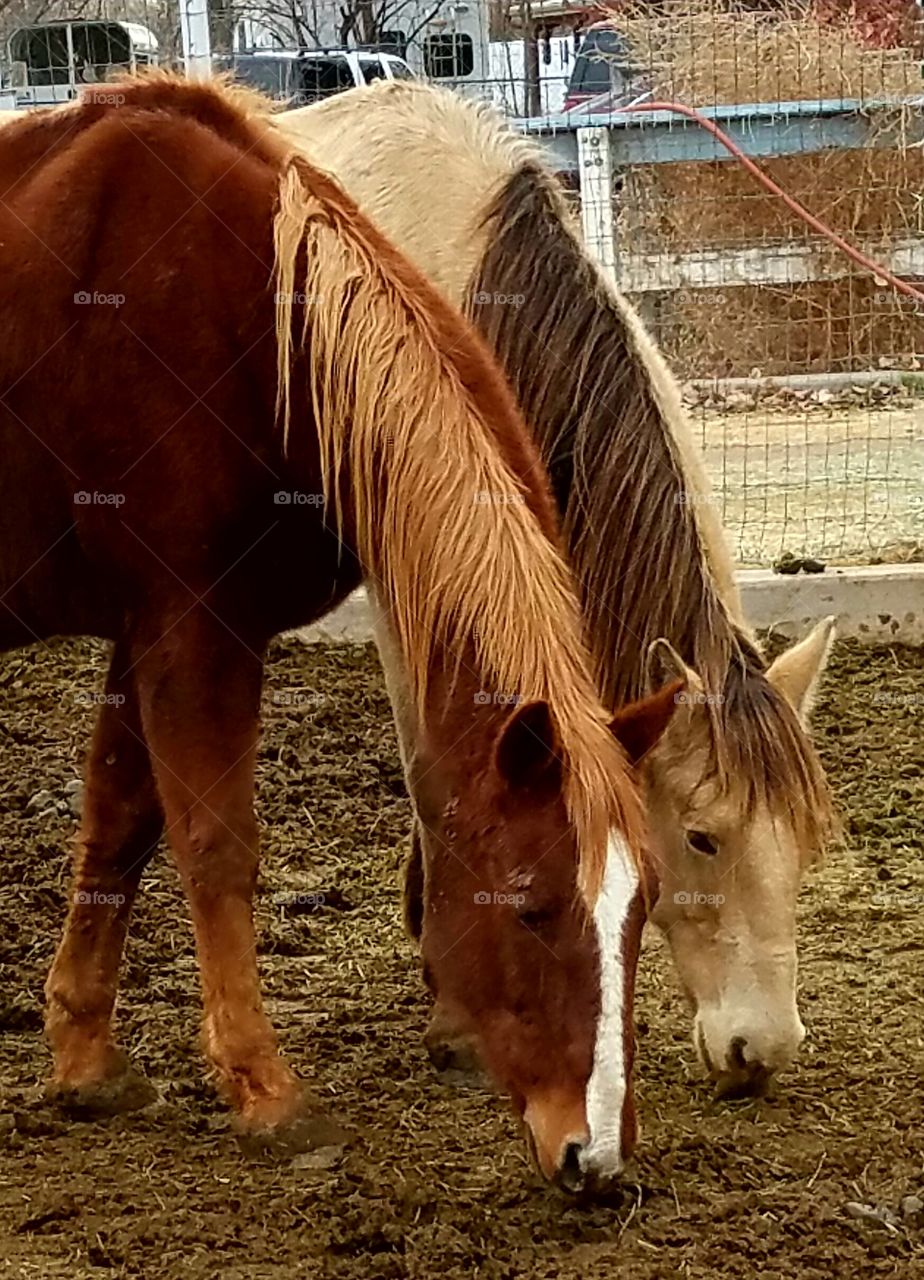 Two Grazing Horses