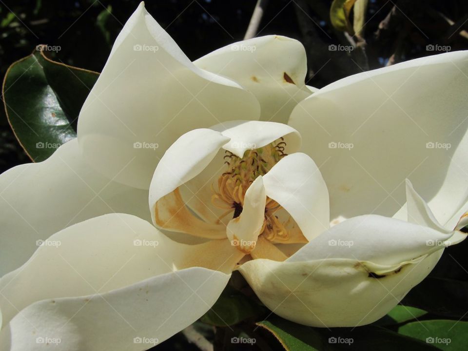 Magnolia flower