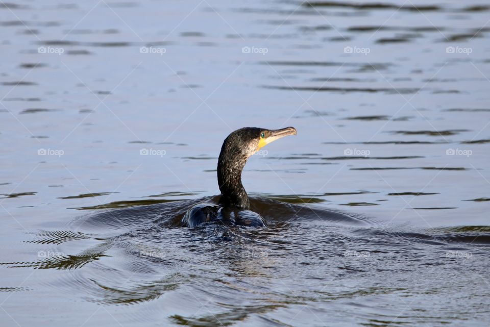 cormorant