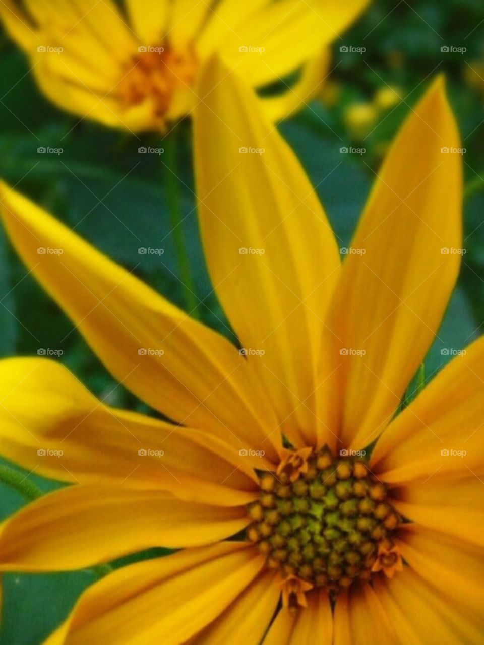 Pretty yellow wildflower 