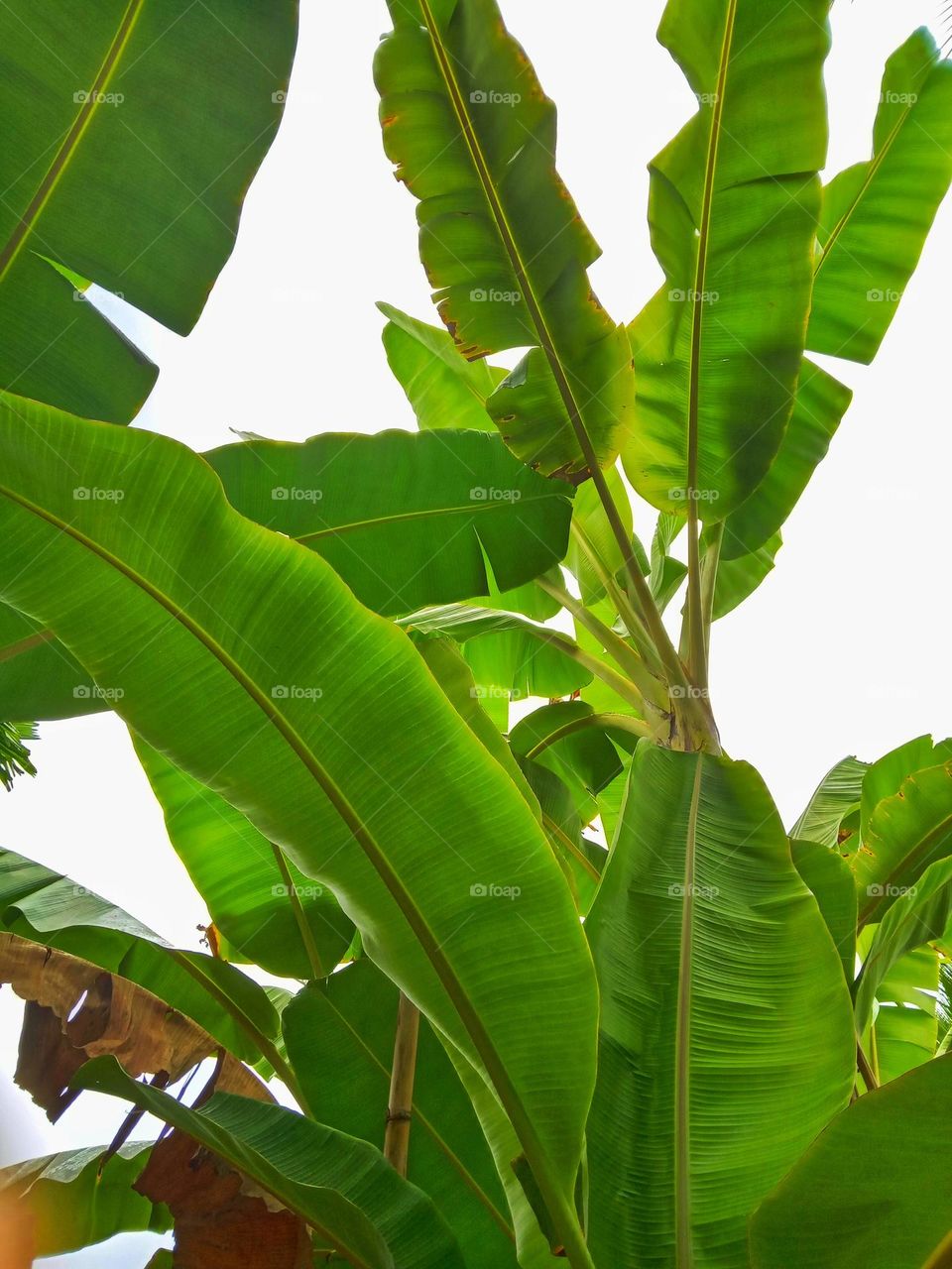 banana trees in our garden