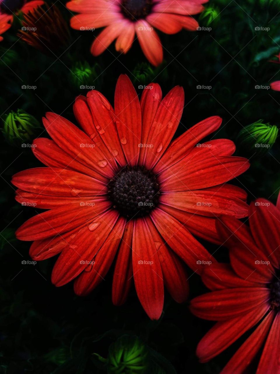 Red African daisies